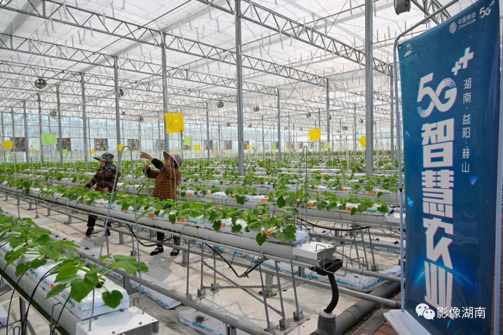 744月11日,益陽(yáng)市赫山區(qū)泉交河鎮(zhèn)"竹泉山智慧農(nóng)業(yè)第一村",技術(shù)人員