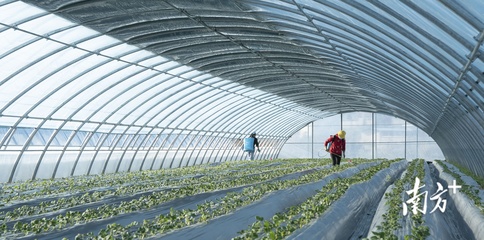 廣州冬糧作物面積瞄準3.15萬畝,已制定任務分解表