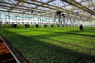 漫談|設施農業如何在快速的科技發展中優化升級?