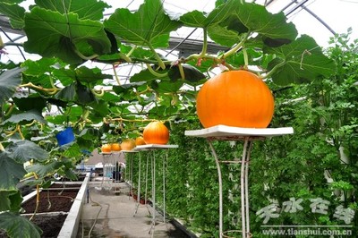 全國糧食增產督導組在天水督導檢查 王鈞陪同(圖)