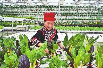 育苗土從拉脫維亞進口 無土栽培原料來自海南 昭覺這個農業產業園很&ldquo;智慧&rdquo;