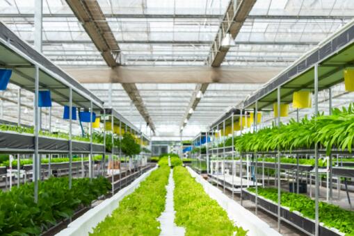 【十九大時光】農(nóng)業(yè)科技創(chuàng)新助力西藏民生改善