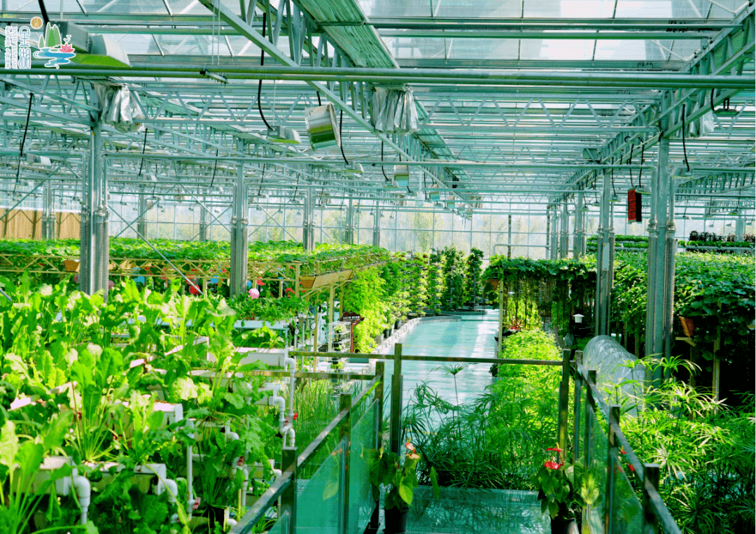 沉浸式體驗智能溫室 感受農業科技的魅力