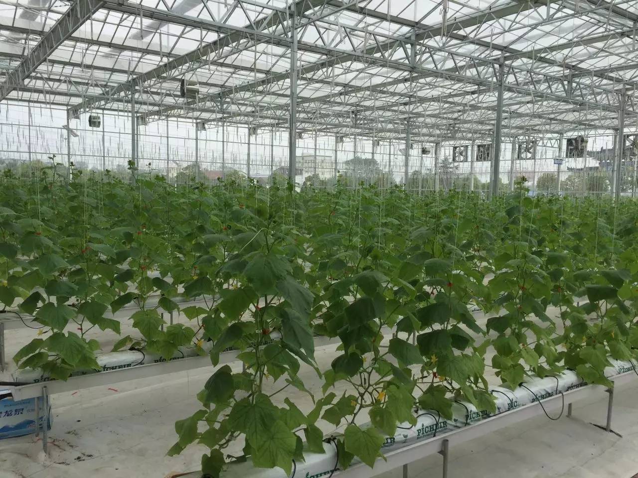 走進東寶現代農業科技園 揭秘設施農業的科技魅力