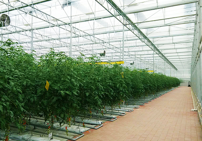 科技賦能農業新篇 廣東河源弘稼農業引進熊蜂，創新番茄授粉模式